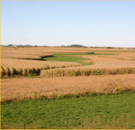 Corn field representing agricultural services